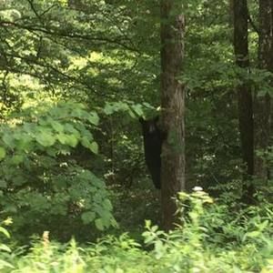 Meet your Posher, Preston